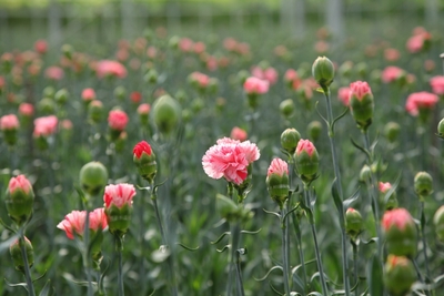 kz9LMHo6xTprzTVZOiuu.JPG?w=940&h=940