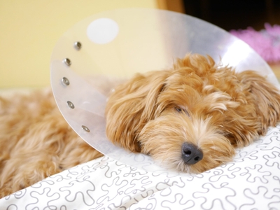 l3gwwCFxHLQKo3hRrHZj.jpeg?w=940&h=940