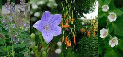 薬用植物園内で育成している花々