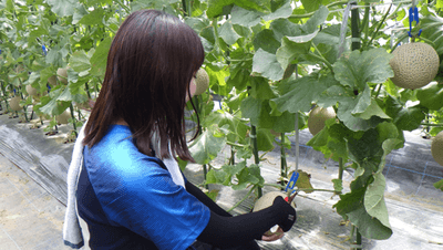 令和6年（2024年）近大ICTメロンを収穫する農学部生