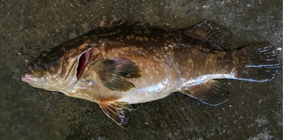 陸上養殖したクエタマ