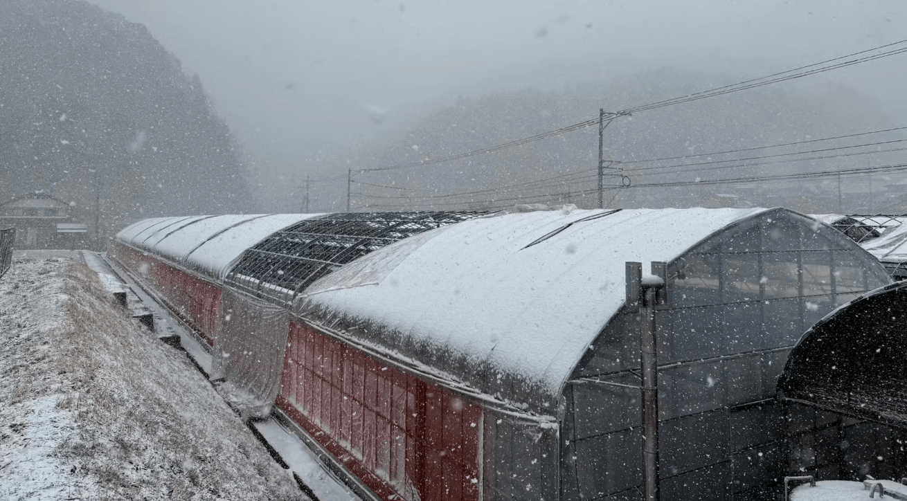 パイプハウスは数年放置されビニールを含めボロボロの状態からのスタート