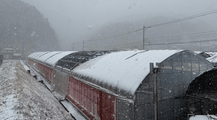 パイプハウスは数年放置されビニールを含めボロボロの状態からのスタート