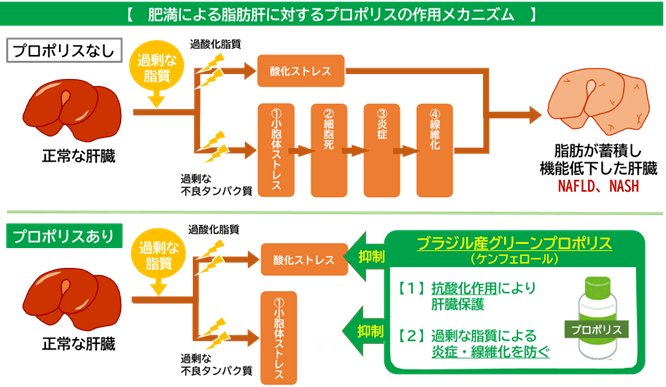 プロポリスが肝臓のメタボと言われるNAFLD（ナッフルディー）の進行を抑制する可能性　脂肪肝における肝臓の酸化・炎症に対する保護作用とメカニズムを解明
