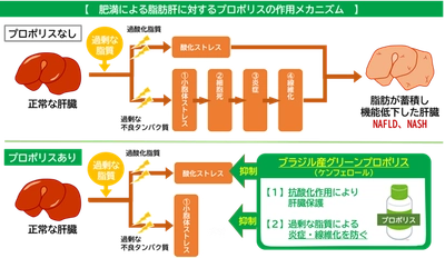 プロポリスが肝臓のメタボと言われるNAFLD（ナッフルディー）の進行を抑制する可能性　脂肪肝における肝臓の酸化・炎症に対する保護作用とメカニズムを解明