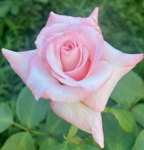 代々木公園のバラ「黎明」