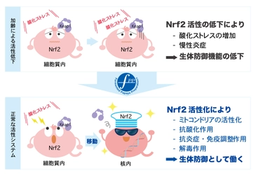 FPP、Nrf2活性化を促す『核内Nrf2量増加剤』として 日本国特許を取得　 ～ 慢性炎症や加齢関連疾患予防に向けて ～