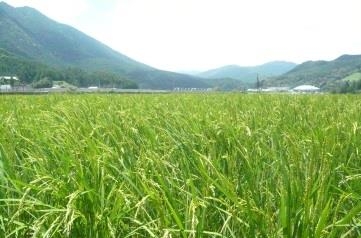 稲刈り体験を行う水田