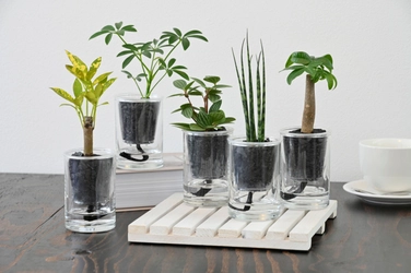 「炭の樹(すみのき)」Makuakeで話題を呼んだインテリアが 10月26日(日)東京・高輪地区まつりに初出店！