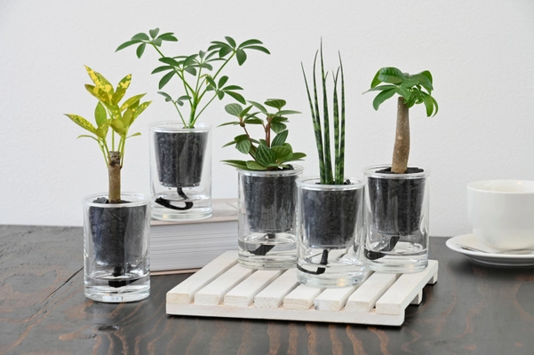 「炭の樹(すみのき)」Makuakeで話題を呼んだインテリアが 10月26日(日)東京・高輪地区まつりに初出店！