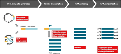 la50IchUiXDquqh2eRAt.png?w=940&h=940