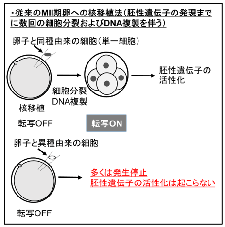 (図1)広く用いられている体細胞核移植法。上はドナー細胞とレシピエントが同種の場合、下は異種の場合を示す。