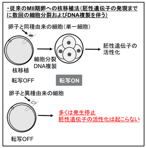 （図1）広く用いられている体細胞核移植法。上はドナー細胞とレシピエントが同種の場合、下は異種の場合を示す。