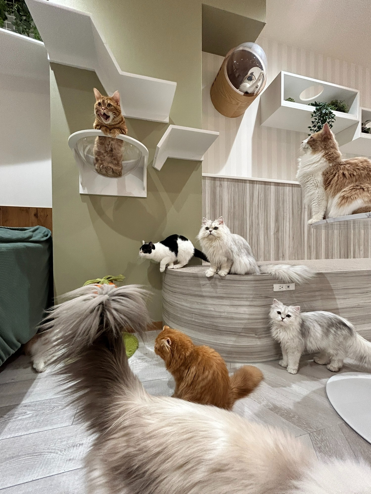 2月22日は「猫の日」！仙台駅前の猫カフェで特別クイズイベント開催。3月に2周年を迎える「長町店」への架け橋となる“前夜祭”をプロデュース