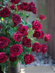 咲き誇るパパメイアン