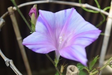 変化朝顔(過去の様子)