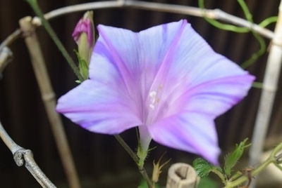 変化朝顔（過去の様子）