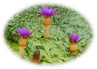 lhCybOeRAEI6Ejrb1LWr.png?w=940&h=940