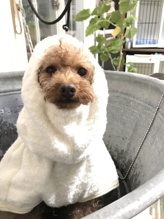 ペット用バスローブ前