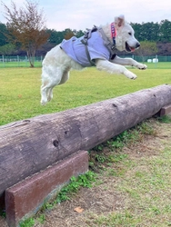 【愛犬家のみなさまに朗報！ワンちゃんとのお出かけは、千本松牧場へ】プライベートドッグランやテラス席での美味しいランチも！新緑が美しい季節のワンちゃんとの楽しみ方5選