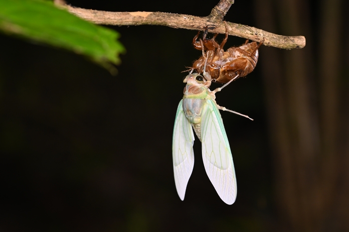 夜だからこそみられる生き物の生態!