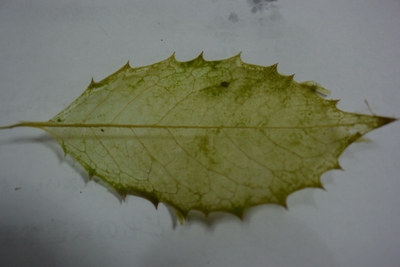 lpQHpF9SQPUpKmtcQWAN.jpg?w=940&h=940