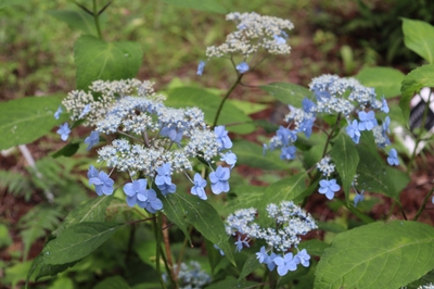 八重咲きアマチャ