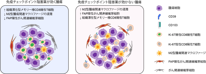 世界初の細胞環境解析により肺がん免疫療法の耐性因子を解明　耐性因子を標的とする難治性肺がんの新たな治療法開発に期待