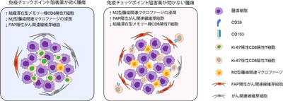 免疫チェックポイント阻害薬の効く腫瘍と、効かない腫瘍の比較