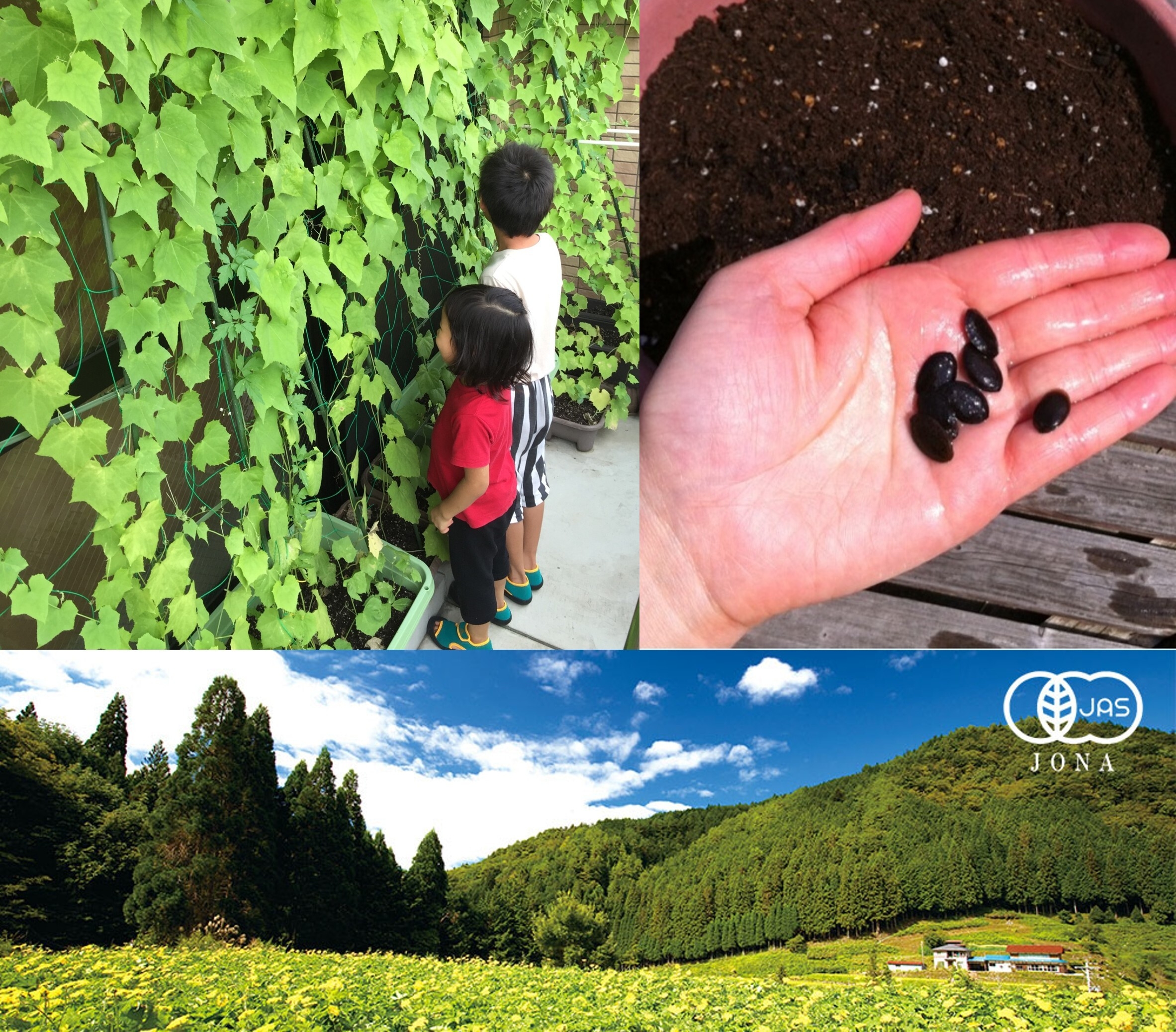 自社有機農場産の有機ヘチマの種を無料で配布