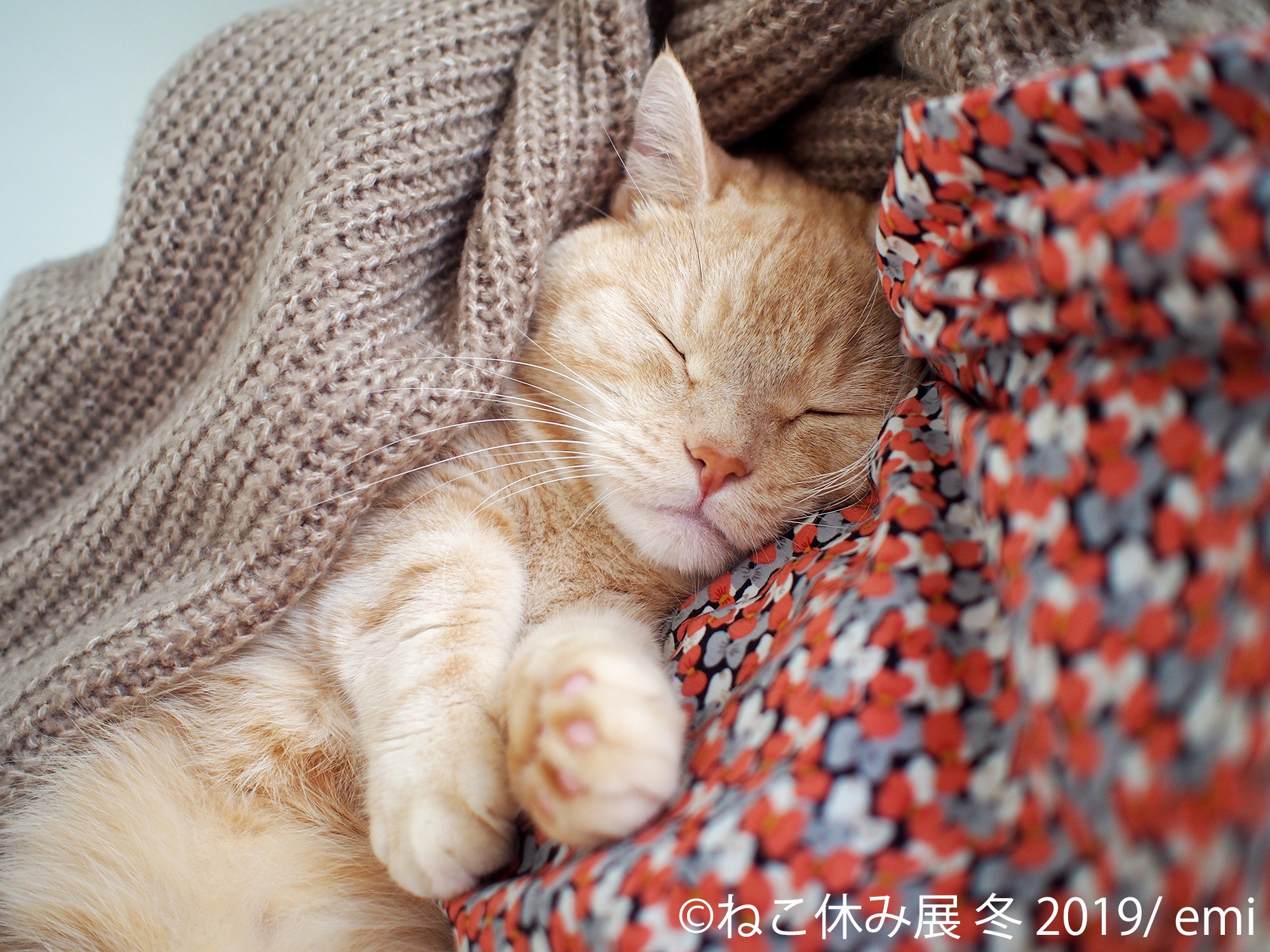 ねこ休み展」開催目前、最新情報を公開！ 公式Walker発売や、2/22は