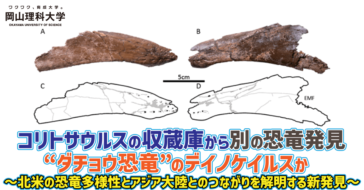 【岡山理科大学】コリトサウルスの収蔵庫から別の恐竜発見　“ダチョウ恐竜”のデイノケイルスか