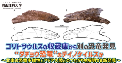 【岡山理科大学】コリトサウルスの収蔵庫から別の恐竜発見　“ダチョウ恐竜”のデイノケイルスか