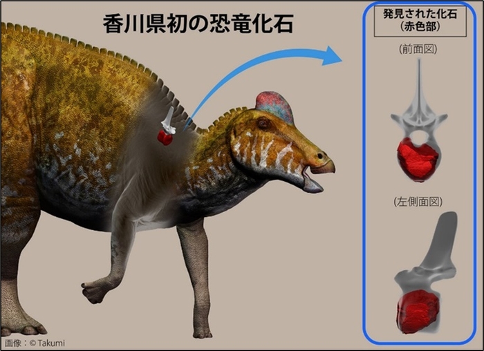 ハドロサウルス類の復元画と今回の発見部位(CGによって作成)