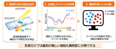 図2　細胞から計測された光散乱スペクトルの機械学習解析によるがん細胞診断