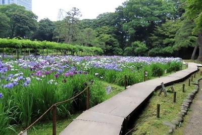 「花菖蒲の小道」（昨年度の様子）