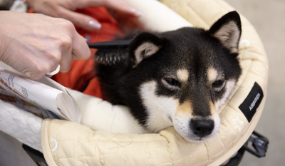 m4I5kMbDas23cbRXALuP.jpg?w=940&h=940