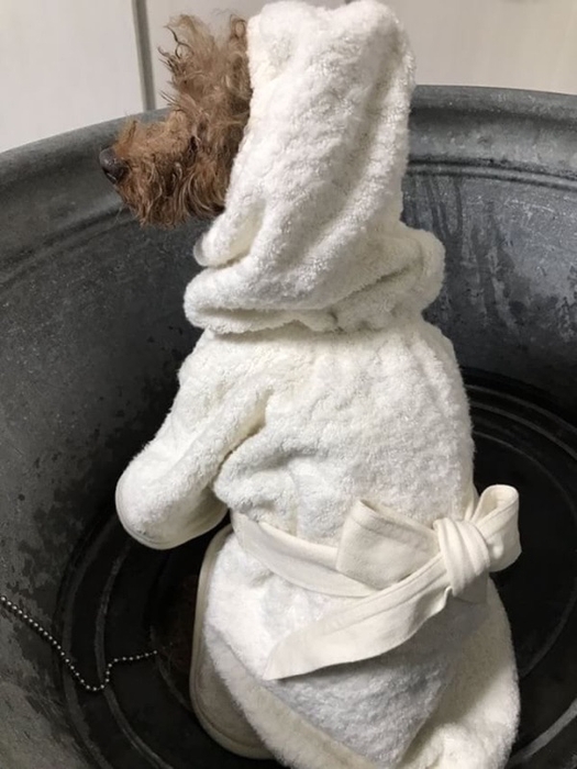ペット用バスローブ後