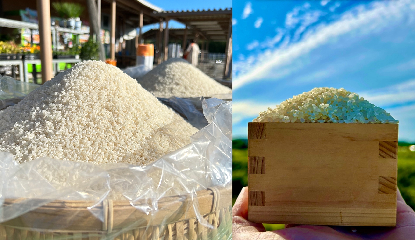 お米盛り放題(3/1~計11回)