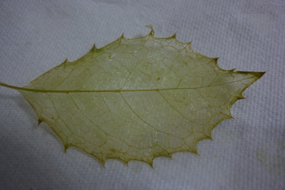 m9szr7pecmAD4QpiKi9w.jpg?w=940&h=940