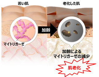 若返りの鍵「マイトリガーゼ」と肌老化の関係を多角的に解明