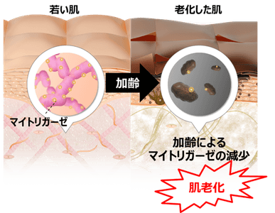 マイトリガーゼの減少が肌老化を引き起こすイメージ図