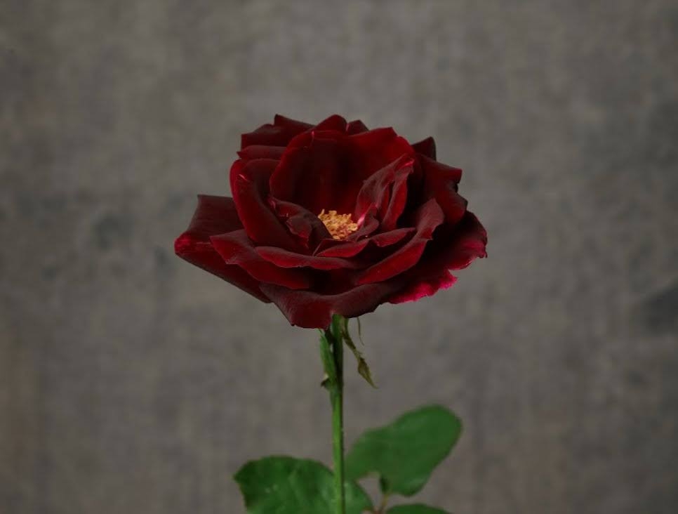 薔薇のお部屋専用　予約品 51UZtdqZwdL.jpg_BO30,255,255,