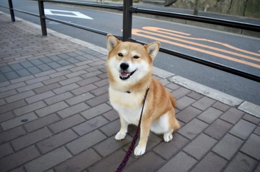 意外と知らない犬の散歩の世界