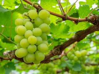 mEd0YmVL94eWbzH7GkzH.jpeg?w=940&h=940