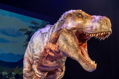 mFPYN1VQb4kwCKvMF6BH.jpg?w=940&h=940