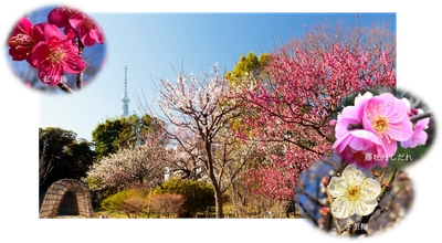2/7（土）～3/1(日）【向島百花園】『梅まつり』開催！～梅花彩る江戸花屋敷～