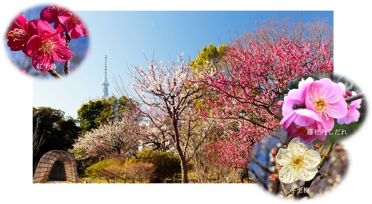 2/7（土）～3/1(日）【向島百花園】『梅まつり』開催！～梅花彩る江戸花屋敷～
