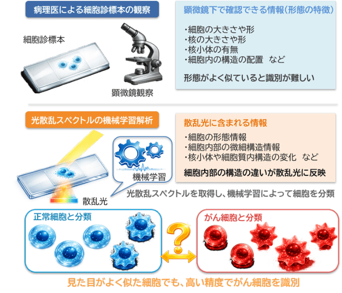 より高精度にがん細胞を見分ける原理を発見　～がん細胞の診断を支援する新たな細胞診断技術～