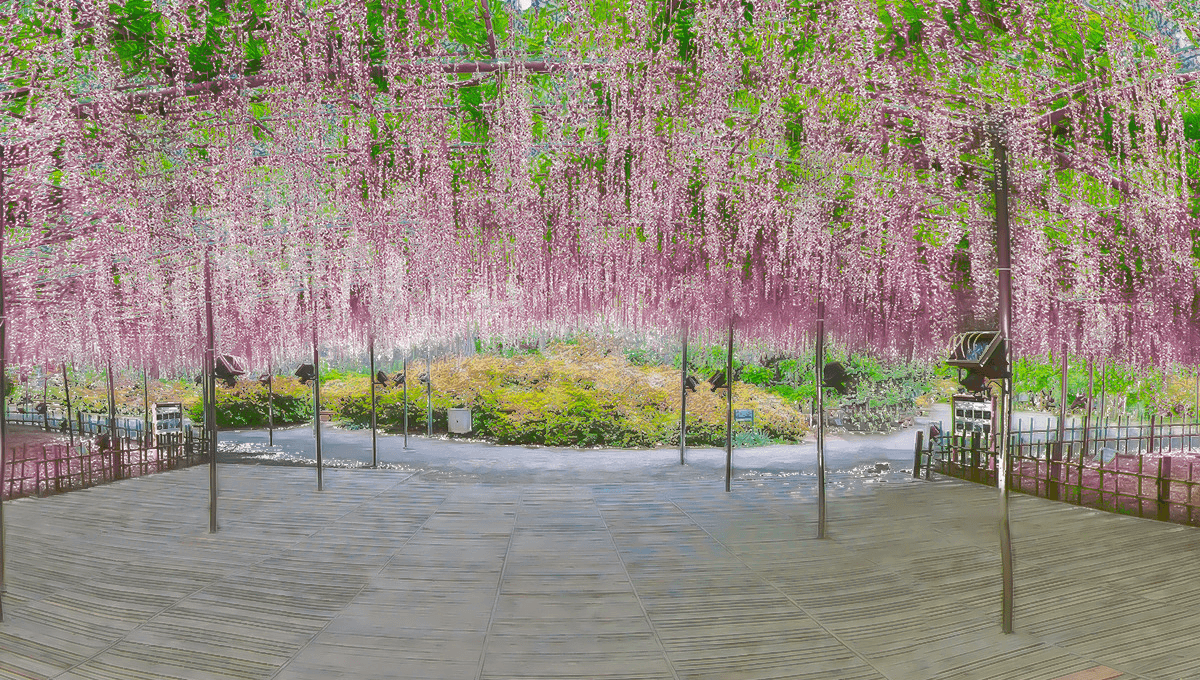 あしかがフラワーパーク|大藤